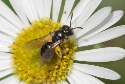 Réf. 243 145 : Lasioglossum sp.
